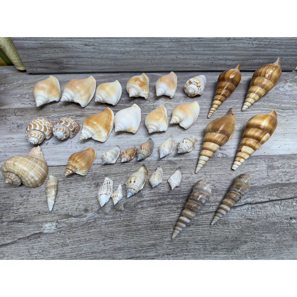 Tibia - Laevistrombus canarium Conch - Sea Shell Variety Lot Of 32 A104